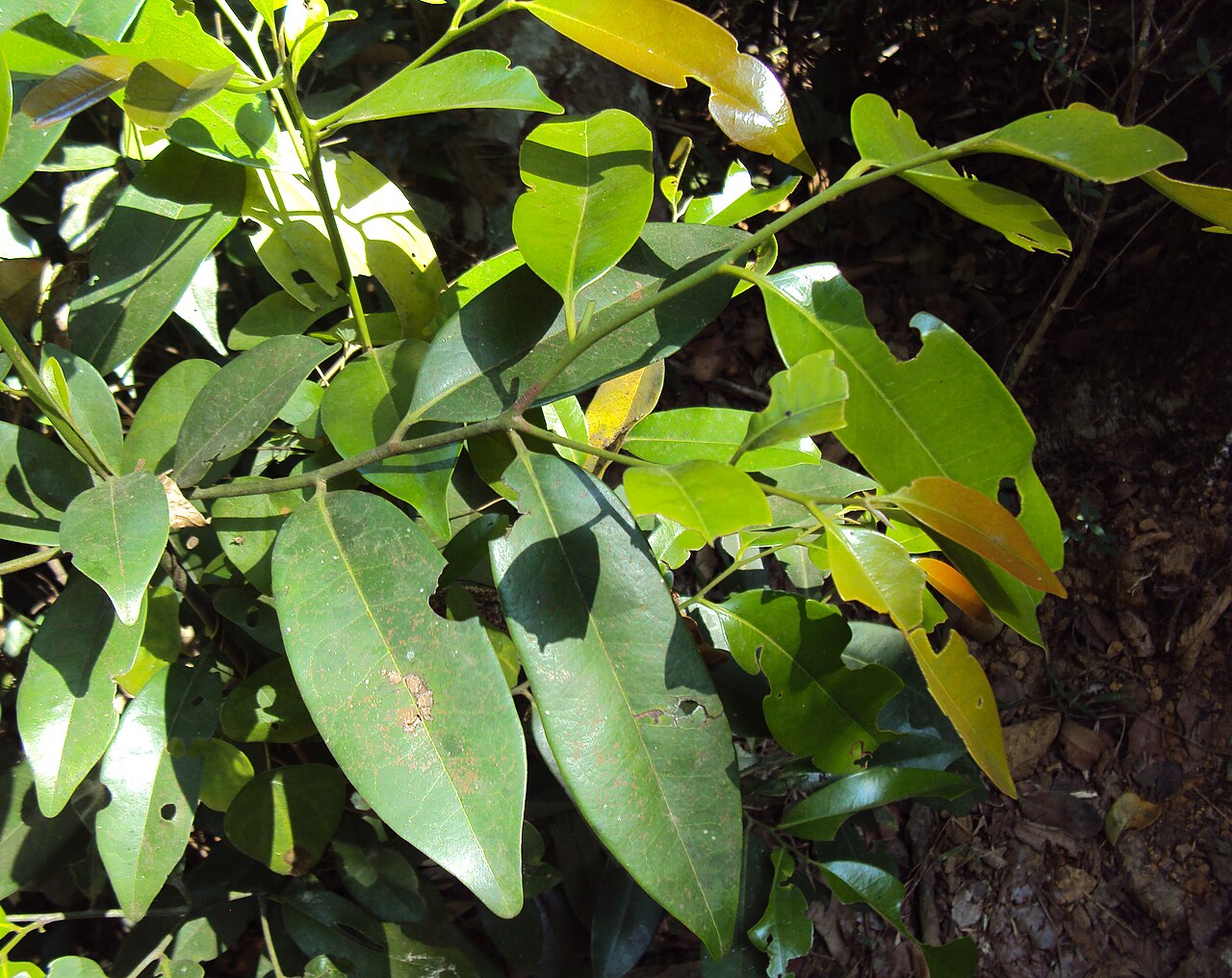 Diospyros candolleana: Diospyros candolleana
