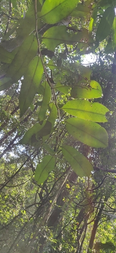 Diospyros candolleana (Diospyros candolleana)