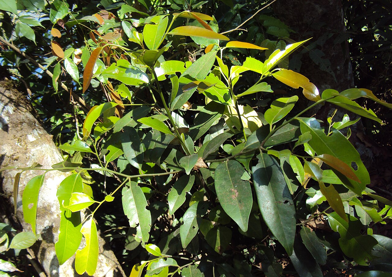 Diospyros candolleana: Diospyros candolleana