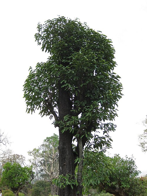 Diospyros castanea: This photo is from Gardenology.org and is available under CC-BY-SA 3.0 license. If you use it, please include attribution to Gardenology.org, with a link if the