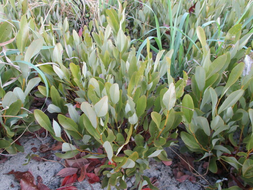 Diospyros chamaethamnus (Diospyros chamaethamnus)