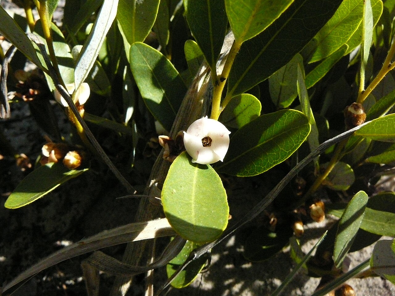 Diospyros chamaethamnus: Sand Apple