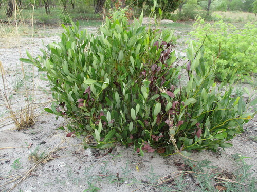 Diospyros chamaethamnus (Diospyros chamaethamnus)