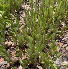 Diospyros chamaethamnus (Diospyros chamaethamnus)
