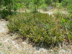 Diospyros chamaethamnus (Diospyros chamaethamnus)