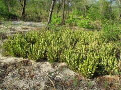 Diospyros chamaethamnus (Diospyros chamaethamnus)