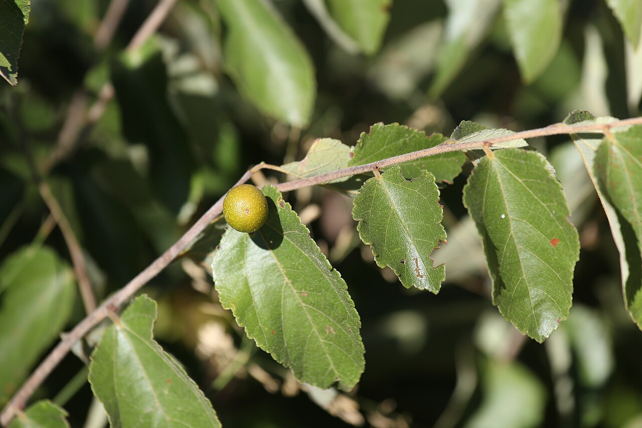 Diospyros chamaethamnus: Sand Apple
