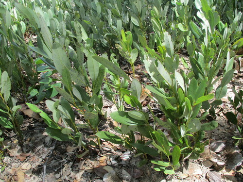 Diospyros chamaethamnus (Diospyros chamaethamnus)