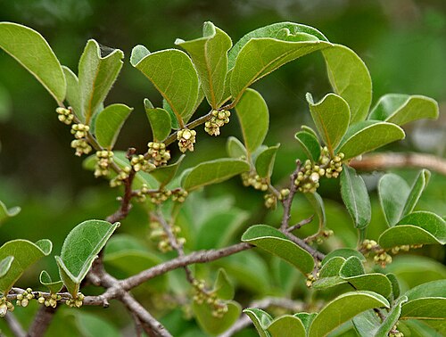 Diospyros chloroxylon: Diospyros chloroxylon in Hyderabad , India .