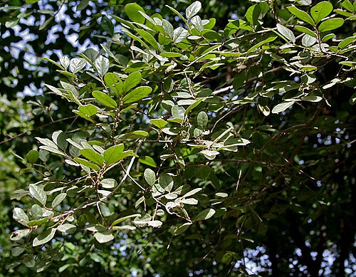 Diospyros chloroxylon: Diospyros chloroxylon in Hyderabad , India .