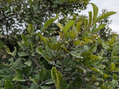 Diospyros chloroxylon (Diospyros chloroxylon)