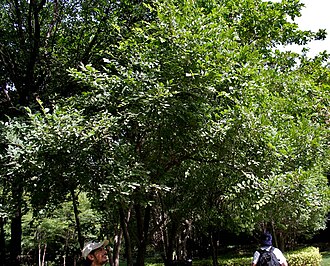Diospyros chloroxylon: Diospyros chloroxylon in Hyderabad , India .