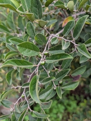 Diospyros chloroxylon (Diospyros chloroxylon)