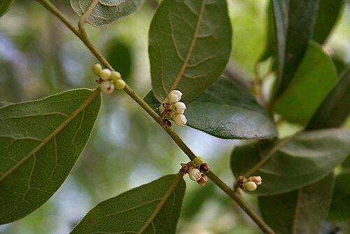 Diospyros chloroxylon: Diospyros chloroxylon in Hyderabad , India .