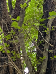 Diospyros chloroxylon (Diospyros chloroxylon)
