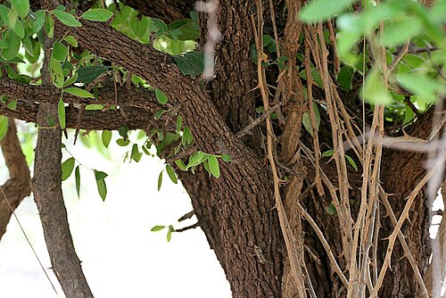 Diospyros chloroxylon: Diospyros chloroxylon in Hyderabad , India .