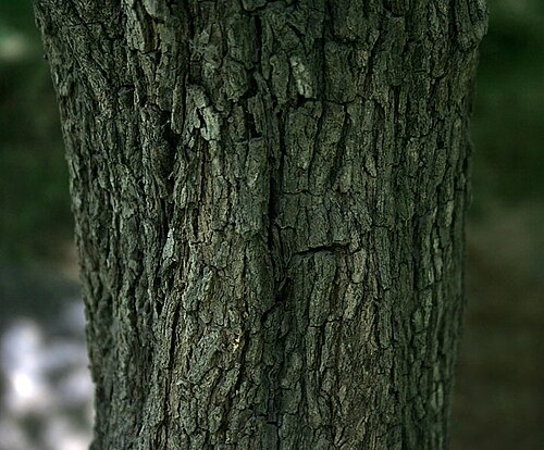 Diospyros chloroxylon: Diospyros chloroxylon in Hyderabad , India .