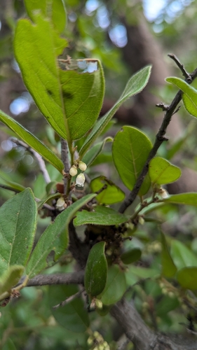 Diospyros chloroxylon (Diospyros chloroxylon)