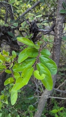 Diospyros chloroxylon (Diospyros chloroxylon)