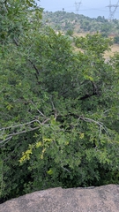 Diospyros chloroxylon (Diospyros chloroxylon)