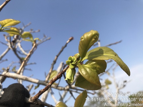 Diospyros coccolobifolia (Diospyros coccolobifolia)