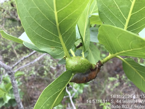 Diospyros coccolobifolia (Diospyros coccolobifolia)