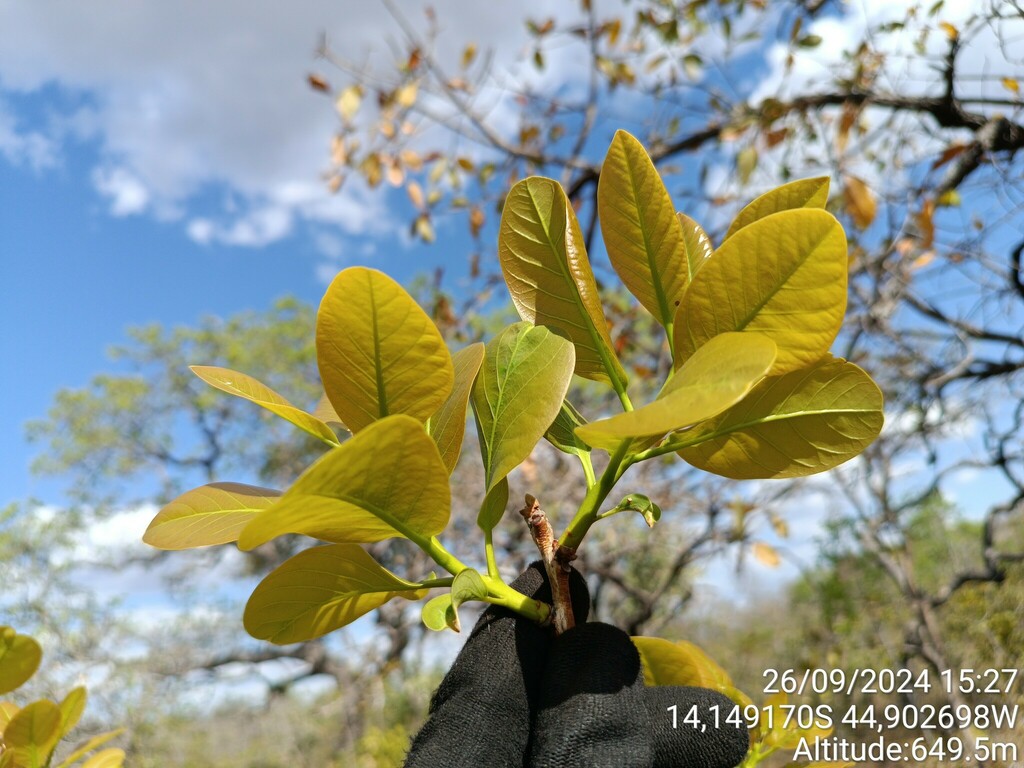 Diospyros coccolobifolia (Diospyros coccolobifolia)
