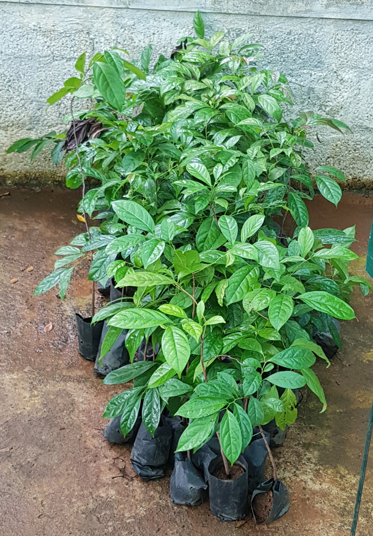 Diospyros crumenata: Ebony is a dense black/brown hardwood, most commonly yielded by several species in the genus Diospyros, which also contains the persimmons. Ebony is dense enoug