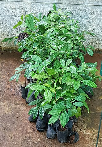 Diospyros crumenata: Ebony is a dense black/brown hardwood, most commonly yielded by several species in the genus Diospyros, which also contains the persimmons. Ebony is dense enoug