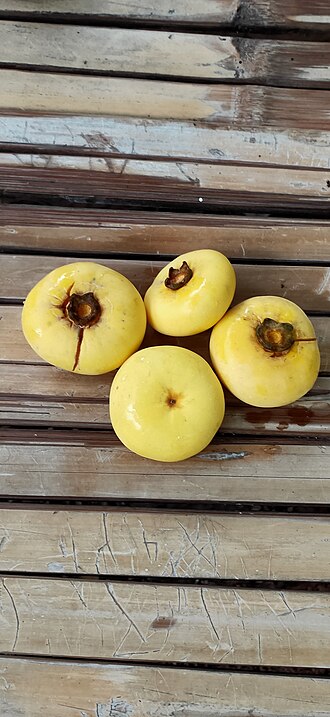 Diospyros decandra: Diospyros decandra in Thailand