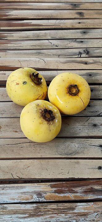 Diospyros decandra: Diospyros decandra in Thailand