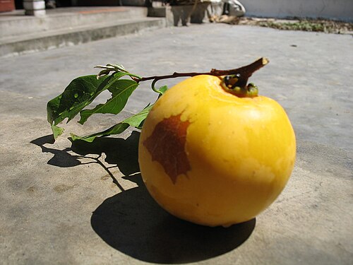 Diospyros decandra: A ripe fruit of Diospyros decandra .