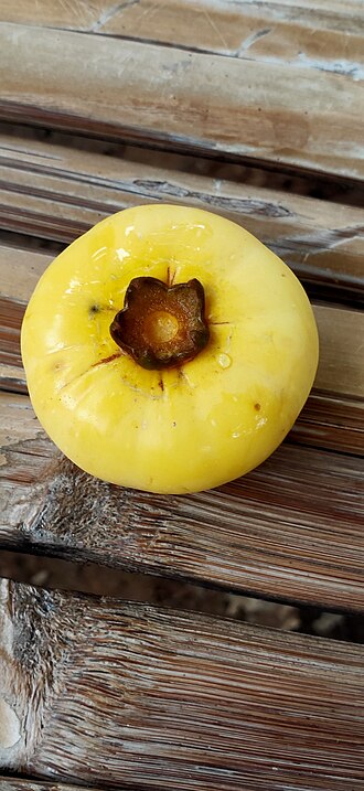Diospyros decandra: Diospyros decandra in Thailand