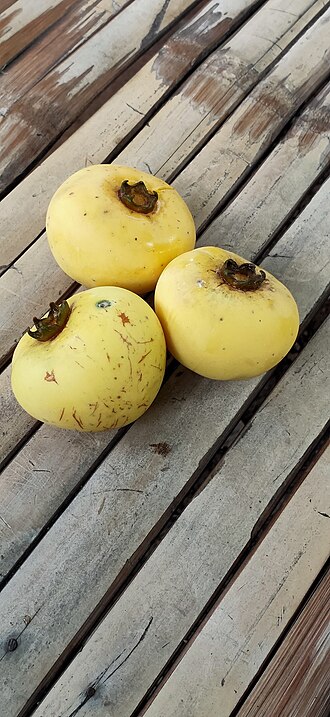 Diospyros decandra: Diospyros decandra in Thailand