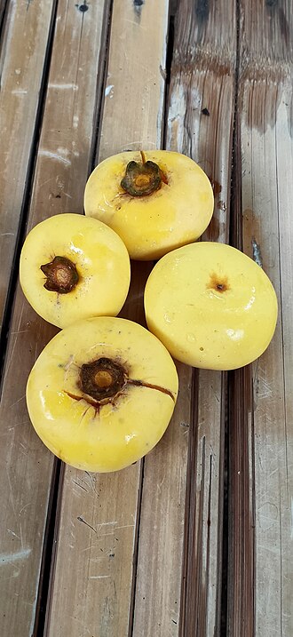 Diospyros decandra: Diospyros decandra in Thailand