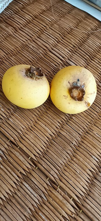Diospyros decandra: Diospyros decandra in Thailand