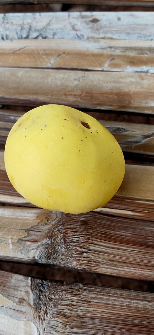 Diospyros decandra: Diospyros decandra in Thailand