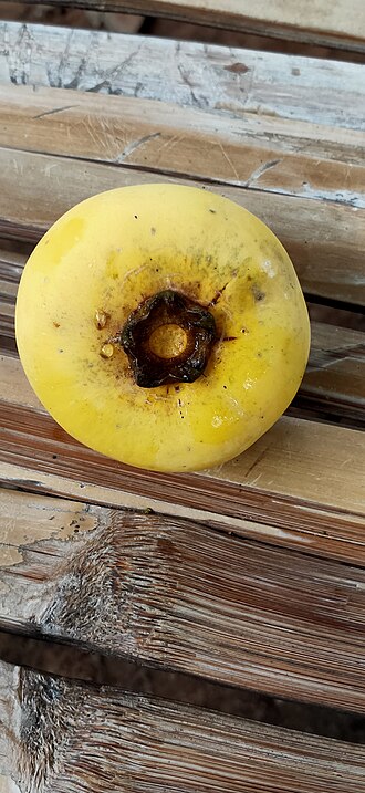 Diospyros decandra: Diospyros decandra in Thailand