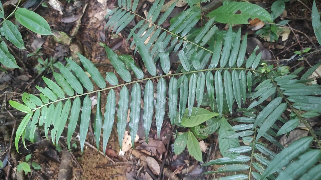 Diospyros dichroa (Diospyros dichroa)