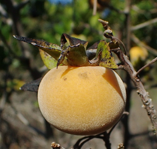 Bostolbos (Diospyros dichrophylla)