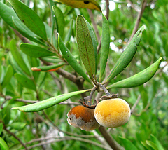 Bostolbos (Diospyros dichrophylla)