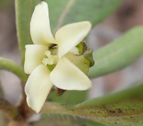 Bostolbos (Diospyros dichrophylla)