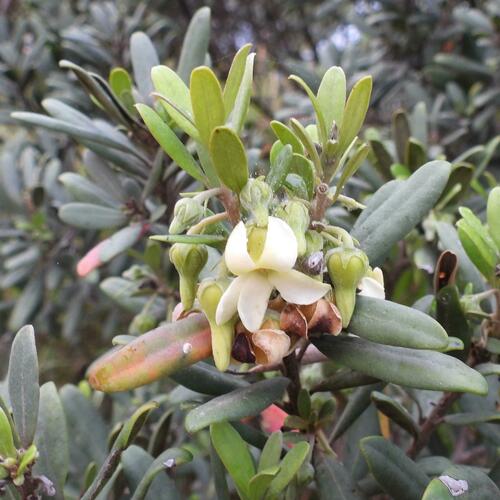 Bostolbos (Diospyros dichrophylla)