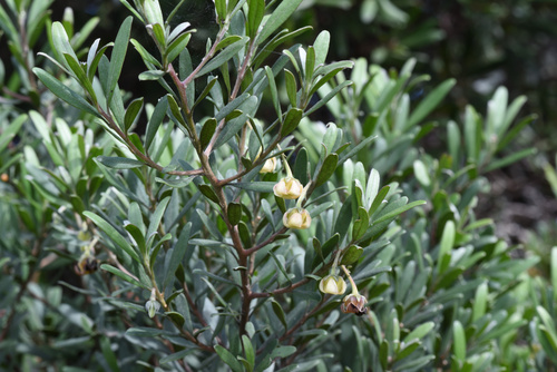 Bostolbos (Diospyros dichrophylla)