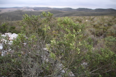 Bostolbos (Diospyros dichrophylla)
