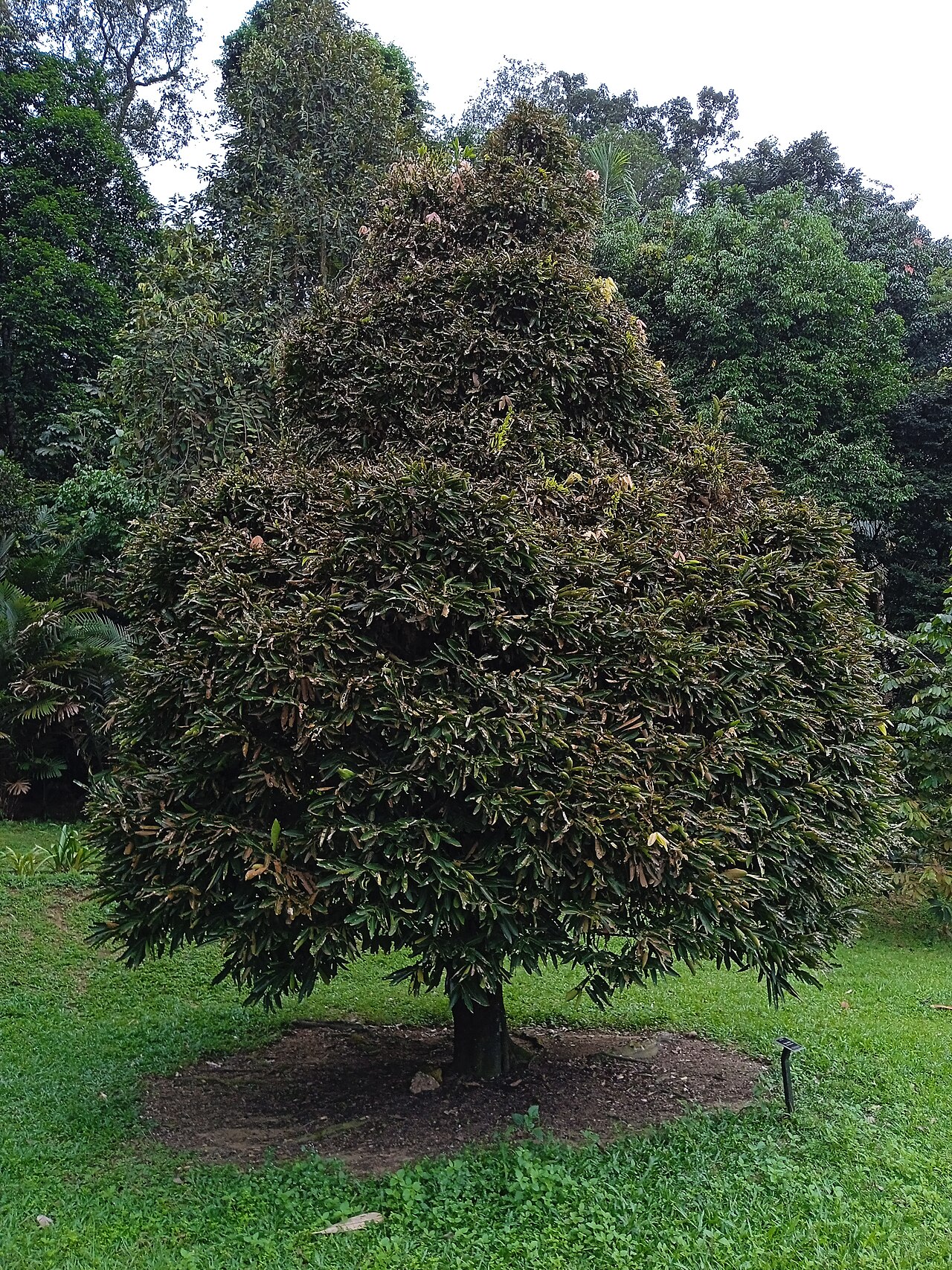 Diospyros diepenhorstii: Pokok kayu arang (Diospyros diepenhorstii) di Taman Botani Kepong