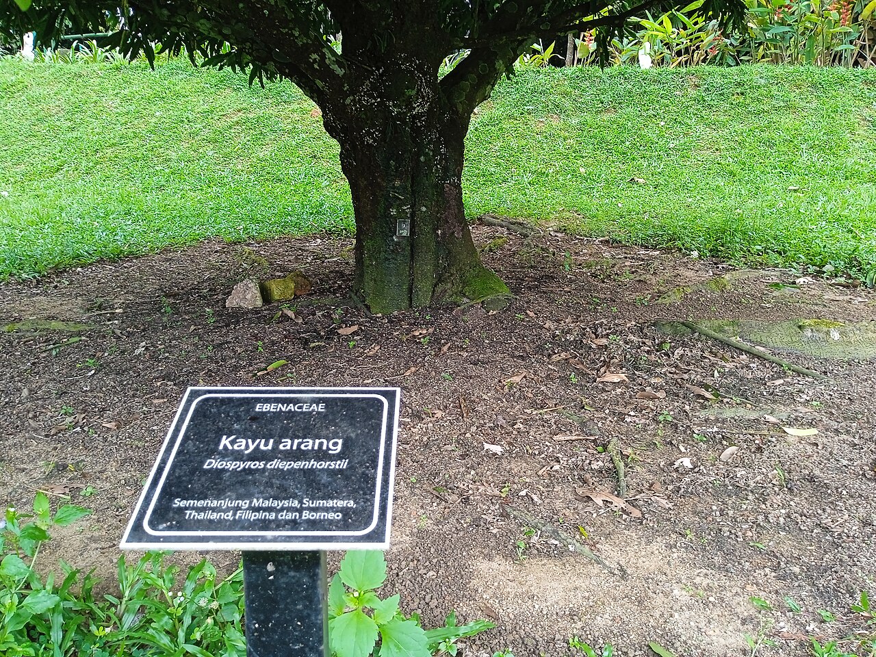 Diospyros diepenhorstii: Pokok kayu arang (Diospyros diepenhorstii) di Taman Botani Kepong