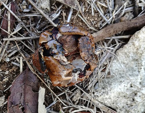 Diospyros diversifolia: Dried fruit of Diospyros diversifolia - Rodrigues
