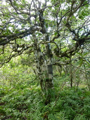 Diospyros egrettarum (Diospyros egrettarum)