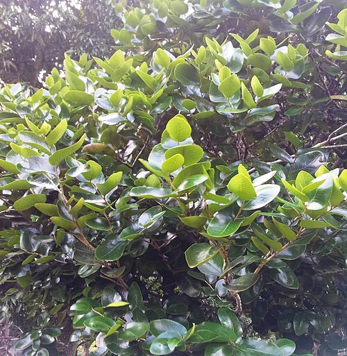 Diospyros egrettarum: Diospyros egrettarum ebony planted by Nelson Mandela - Pamplemousses